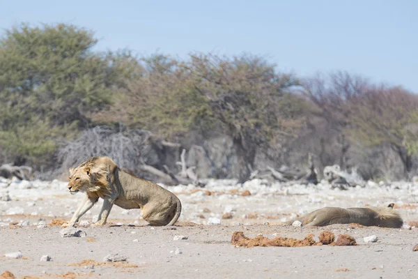 Yerde yatan iki genç erkek tembel aslanlar. Zebra (defocused) arka planda kesintisiz yürüyüş. Yaban hayatı safari etkin Milli Parkı'nda, Namibya, Afrika turistik cazibe.