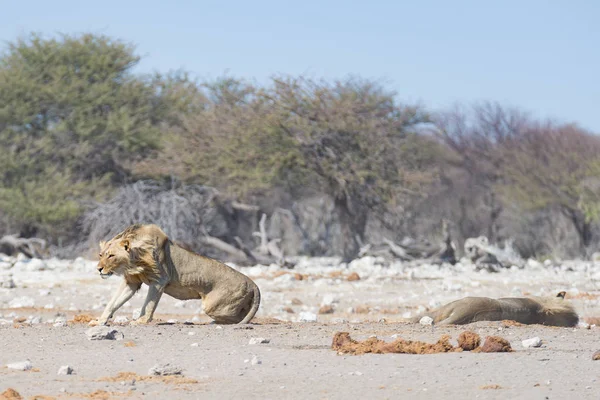 Due giovani leoni pigri maschi sdraiati a terra. Zebra (sfocata) cammina indisturbata sullo sfondo. Safari naturalistico nel Parco Nazionale di Etosha, principale attrazione turistica in Namibia, Africa . — Foto Stock