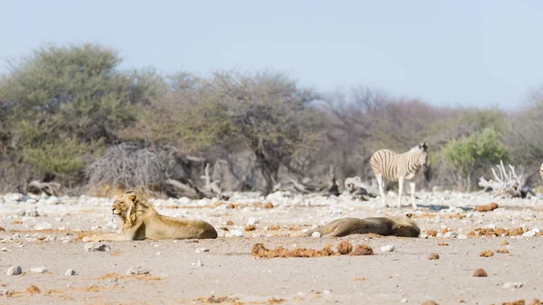 Yerde yatan iki genç erkek tembel aslanlar. Zebra (defocused) arka planda kesintisiz yürüyüş. Yaban hayatı safari etkin Milli Parkı'nda, Namibya, Afrika turistik cazibe.