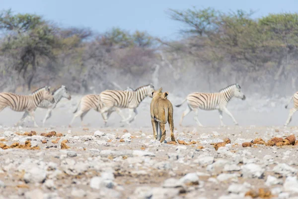 Giovane leone maschio, pronto per l'attacco, camminando verso branco di Zebre in fuga, sfocato sullo sfondo. Safari naturalistico nel Parco Nazionale di Etosha, Namibia, Africa . — Foto Stock
