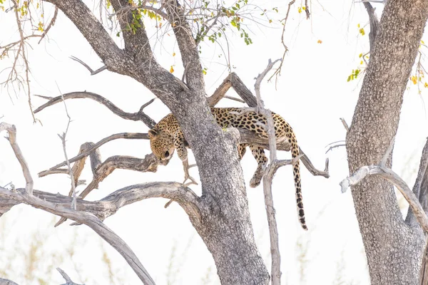 Leopardo empoleirado de Acácia ramo de árvore contra o céu branco. Safári de vida selvagem no Parque Nacional de Etosha, principal destino de viagem na Namíbia, África . — Fotografia de Stock