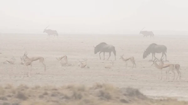 Branco di antilopi che pascolano nella padella del deserto. Tempesta di sabbia e nebbia. Safari naturalistico nel Parco Nazionale di Etosha, famosa destinazione turistica in Namibia, Africa . — Foto Stock