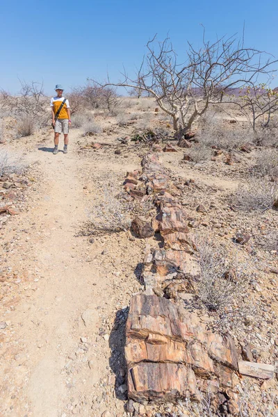 Petrificado e mineralizado tronco de árvore. Turista no famoso Parque Nacional Florestal Petrificado em Khorixas, Namíbia, África. 280 milhões de anos floresta, conceito de mudança climática — Fotografia de Stock