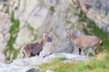 Her İtalyanca kayada karşı karşıya iki kadın dağ keçisi Alps Fransızca.