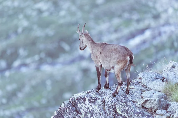 女性 Ibex 上意大利法国阿尔卑斯山的岩石上栖息. — 图库照片