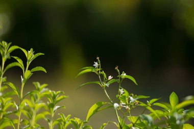 Bitki Kreş ve sağlıklı beslenme için organik sebze bahçesi. Seçici odak organik tarım tarafından genç gür yeşil yapraklarda. Çok sığ derinlik-in tarla.