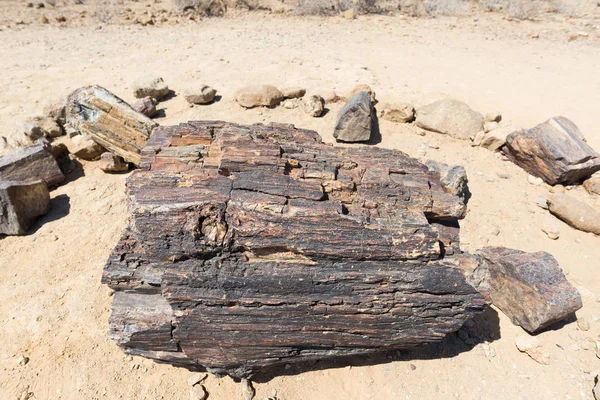 Petrified and mineralized tree trunk in the famous Petrified Forest National Park at Khorixas, Namibia, Africa. 280 million years old woodland, climate change concept — Stock Photo, Image