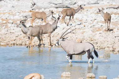 Okaukuejo su birikintisinin ışığında içme Afrika antilobu. Yaban hayatı Safari etkin Milli Parkı'nda, ana hedef Namibya, Afrika seyahat.
