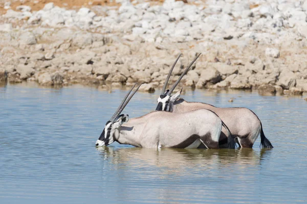 Oryx πίνει από τον προορισμό Okaukuejo waterhole στο φως της ημέρας. Σαφάρι άγριας φύσης στο εθνικό πάρκο Etosha, η κύρια ΤΑΞΙΔΙΑ στη Ναμίμπια, Αφρική. — Φωτογραφία Αρχείου