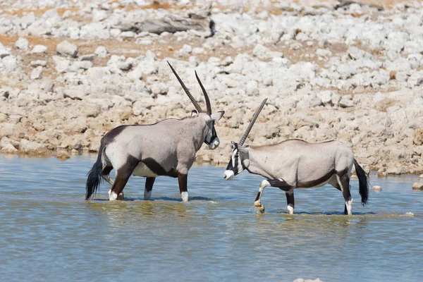 Oryx che beve dalla pozza d'acqua di Okaukuejo alla luce del giorno. Wildlife Safari nel Parco Nazionale di Etosha, la principale destinazione di viaggio in Namibia, Africa . — Foto Stock