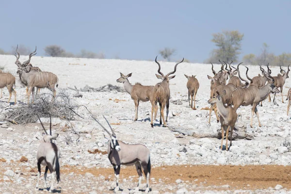 Mandria di Kudu che cammina nel deserto della Namibia. Safari naturalistico nel Parco Nazionale di Etosha, maestosa destinazione turistica in Namibia, Africa . — Foto Stock