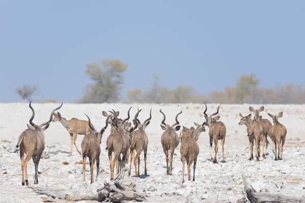 Manada de Kudu caminhando no deserto da Namíbia. Safari de vida selvagem no Parque Nacional de Etosha, majestoso destino de viagem na Namíbia, África . — Fotografia de Stock