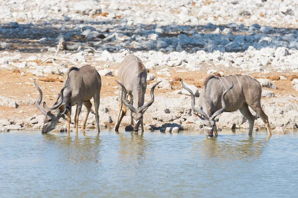 Manada de Kudu bebiendo del pozo de Okaukuejo. Safari de Vida Silvestre en el Parque Nacional Etosha, majestuoso destino turístico en Namibia, África . —  Fotos de Stock