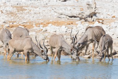 Sürüyü Kudu Okaukuejo su birikintisinin içme. Yaban hayatı Safari etkin Milli Parkı'nda, görkemli seyahat hedef Namibya, Afrika.