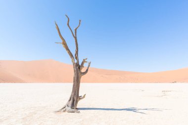 Doğal Sossusvlei ve Deadvlei, kil ve görkemli kum tepeleri tarafından çevrili örgülü akasya ağaçları ile tuz pan. Namib Naukluft Milli Parkı, Namibya seyahat hedef.