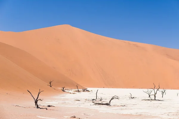 Doğal Sossusvlei ve Deadvlei, kil ve görkemli kum tepeleri tarafından çevrili örgülü akasya ağaçları ile tuz pan. Namib Naukluft Milli Parkı, görmek ve Namibya hedef, seyahat. — Stok fotoğraf