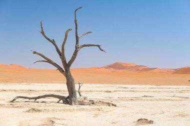Doğal Sossusvlei ve Deadvlei, kil ve görkemli kum tepeleri tarafından çevrili örgülü akasya ağaçları ile tuz pan. Namib Naukluft Milli Parkı, görmek ve Namibya hedef, seyahat.