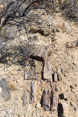 Taş ve mineralize ağaç gövdesi içinde ünlü taşlaşmış orman milli parkta Khorixas, Namibia, Afrika. 280 milyon yaşında ormanlık, iklim değişikliği kavramı