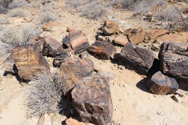 Taş ve mineralize ağaç gövdesi içinde ünlü taşlaşmış orman milli parkta Khorixas, Namibia, Afrika. 280 milyon yaşında ormanlık, iklim değişikliği kavramı