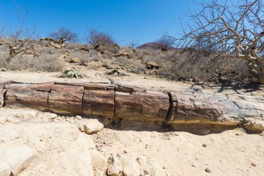 Taş ve mineralize ağaç gövdesi içinde ünlü taşlaşmış orman milli parkta Khorixas, Namibia, Afrika. 280 milyon yaşında ormanlık, iklim değişikliği kavramı