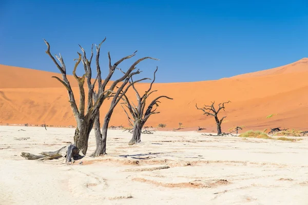 The scenic Sossusvlei and Deadvlei, clay and salt pan with braided Acacia trees surrounded by majestic sand dunes. Namib Naukluft National Park, must see and travel destination in Namibia. — Stock Photo, Image