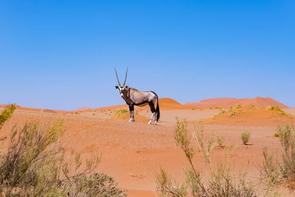 Oryx i färgglada Namiböknen av majestätiska Namib Naukluft National Park, bästa resmål i Namibia, Afrika. — Stockfoto