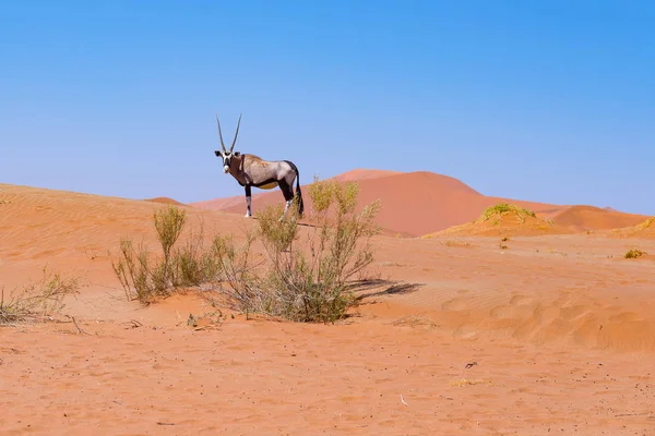 羚羊在多彩的纳米布沙漠的雄伟纳米布诺克国家公园，最好的旅游目的地在纳米比亚，非洲. — 图库照片