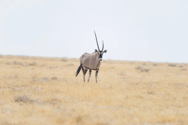 Oryx áll az afrikai szavanna, a fenséges Etosha Nemzeti Park, a legjobb utazási cél Namíbia, Afrika. — Stock Fotó