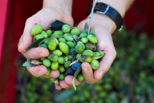 Punhado de azeitonas, Taggiasca ou Cailletier, cultivar cultivado principalmente no sul da França, perto de Nice e na Riviera di Ponente, Ligúria, Itália — Fotografia de Stock