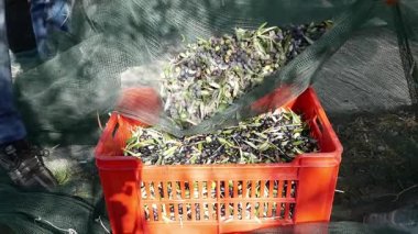 Çiftçilere zeytin hasat plastik kutu için net üzerinden dökme. Zeytinyağı üretimi, sonbaharda hasat. Taggiasca çiçekleri, Liguria, İtalya. 