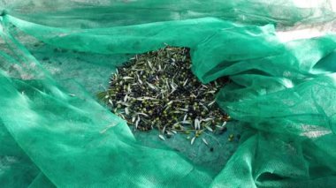 Zeytin net, ağır çekim üzerinde toplama. Liguria, İtalya, Taggiasca veya Caitellier çeşidinde hasat. Zeytinyağı üretimi, hasat sonbahar, organik çiftlik zeytin bahçesi içinde.
