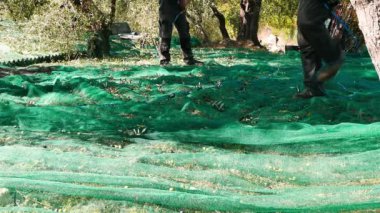 Zeytin toplama net, adamlar yavaş hareket. Çiftçilerin hasat Liguria, İtalya, Taggiasca veya Caitellier çeşidinde. Zeytinyağı üretimi, hasat sonbahar, organik çiftlik zeytin bahçesi içinde.