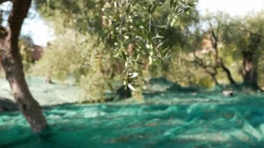 Taze zeytin yeşil ve siyah zeytin ağacı ve şube. Liguria, İtalya, Taggiasca veya Caitellier çeşidinde hasat. Zeytinyağı üretimi, hasat sonbahar, organik çiftlik zeytin bahçesi içinde.