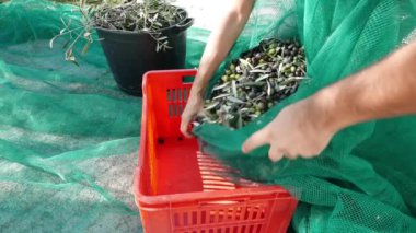 Çiftçilere zeytin hasat plastik kutu için net üzerinden dökme. Zeytinyağı üretimi, sonbaharda hasat. Taggiasca çiçekleri, Liguria, İtalya. 