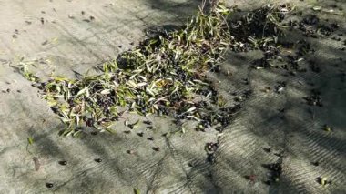 Zeytin net, ağır çekim üzerinde toplama. Liguria, İtalya, Taggiasca veya Caitellier çeşidinde hasat. Zeytinyağı üretimi, hasat sonbahar, organik çiftlik zeytin bahçesi içinde.