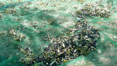 Zeytin net, ağır çekim üzerinde toplama. Liguria, İtalya, Taggiasca veya Caitellier çeşidinde hasat. Zeytinyağı üretimi, hasat sonbahar, organik çiftlik zeytin bahçesi içinde.