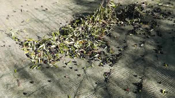 Collecting olives on the net, slow motion. Harvesting in Liguria, Italy, Taggiasca or Caitellier cultivar. Olive oil production, harvest in autumn, organic farm olive orchard. — Stock Video