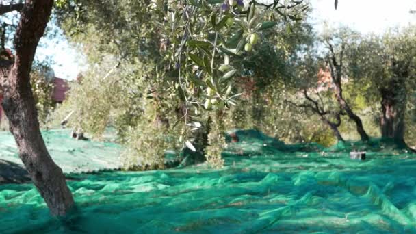 Zielone i czarne oliwki świeże na drzewo oliwne i gałęzi. Zbiorów w odmiany Liguria, Włochy, Taggiasca lub Caitellier. Produkcji oliwy z oliwek, żniwa w sadzie jesień, ekologiczne gospodarstwo oliwek. — Wideo stockowe