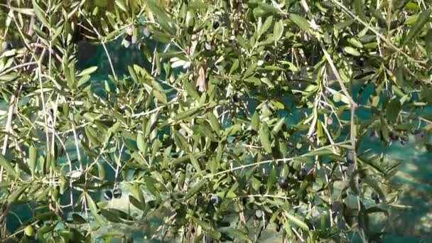 Groene en zwarte verse olijven op olijf boom en tak. Oogsten in Ligurië, Italië, Taggiasca of Caitellier cultivar. De productie van olijfolie, oogst in de herfst, biologische boerderij olijven boomgaard. — Stockvideo