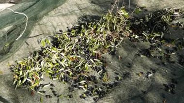 Zeytin net, ağır çekim üzerinde toplama. Liguria, İtalya, Taggiasca veya Caitellier çeşidinde hasat. Zeytinyağı üretimi, hasat sonbahar, organik çiftlik zeytin bahçesi içinde.
