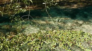 Zeytin net, ağır çekim üzerinde toplama. Liguria, İtalya, Taggiasca veya Caitellier çeşidinde hasat. Zeytinyağı üretimi, hasat sonbahar, organik çiftlik zeytin bahçesi içinde.