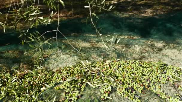 Collecting olives on the net, slow motion. Harvesting in Liguria, Italy, Taggiasca or Caitellier cultivar. Olive oil production, harvest in autumn, organic farm olive orchard. — Stock Video