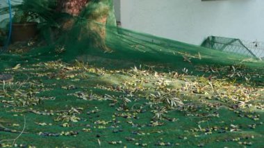 Zeytin net, ağır çekim üzerinde toplama. Liguria, İtalya, Taggiasca veya Caitellier çeşidinde hasat. Zeytinyağı üretimi, hasat sonbahar, organik çiftlik zeytin bahçesi içinde. 