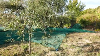 Taze zeytin yeşil ve siyah zeytin ağacı ve şube. Liguria, İtalya, Taggiasca veya Caitellier çeşidinde hasat. Zeytinyağı üretimi, hasat sonbahar, organik çiftlik zeytin bahçesi içinde.