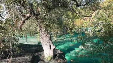 Taze zeytin yeşil ve siyah zeytin ağacı ve şube. Liguria, İtalya, Taggiasca veya Caitellier çeşidinde hasat. Zeytinyağı üretimi, hasat sonbahar, organik çiftlik zeytin bahçesi içinde.