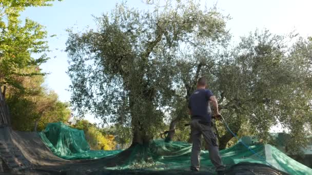 Imperia, 8 ottobre 2017: contadino che raccoglie olive in rete, al rallentatore. Raccolta Taggiasca o Caitellier in Liguria. Produzione di olio d'oliva, oliveto biologico . — Video Stock