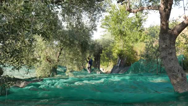 Imperia, Italy - October 8, 2017: farm worker collecting olives on the net, slow motion. Taggiasca or Caitellier harvesting in Liguria, Italy. Olive oil production, organic farm olive orchard. — Stock Video