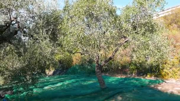 Green and black fresh olives on olive tree and branch. Harvesting in Liguria, Italy, Taggiasca or Caitellier cultivar. Olive oil production, harvest in autumn, organic farm olive orchard. — Stock Video