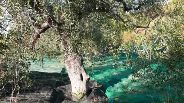 Green and black fresh olives on olive tree and branch. Harvesting in Liguria, Italy, Taggiasca or Caitellier cultivar. Olive oil production, harvest in autumn, organic farm olive orchard. — Stock Video