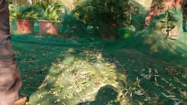 Zeytin net, ağır çekim üzerinde toplama. Liguria, İtalya, Taggiasca veya Caitellier çeşidinde hasat. Zeytinyağı üretimi, hasat sonbahar, organik çiftlik zeytin bahçesi içinde.